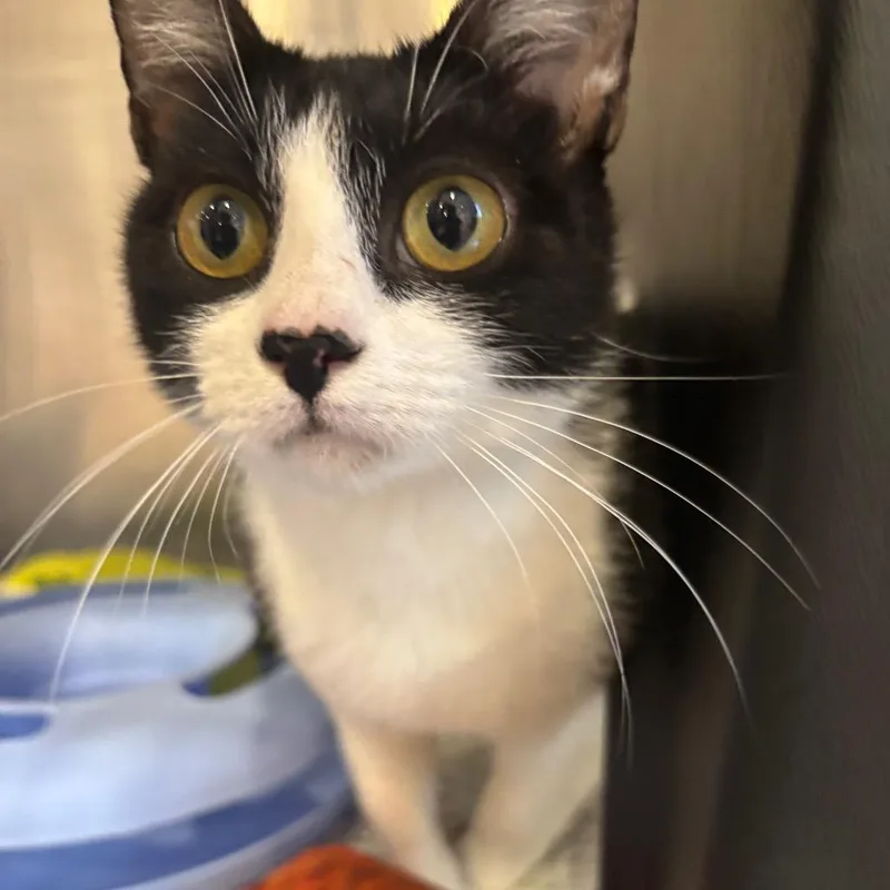 A young medium-sized female White Domestic Short Hair cat named Turnip for adoption in Spokane, WA