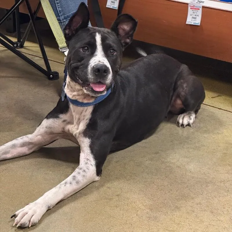 A young medium-sized female Black Mixed Breed dog named Tilly Grace for adoption in lawton, OK