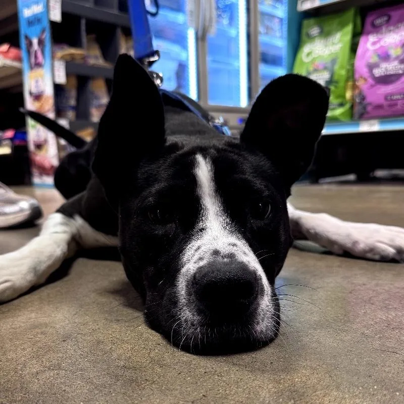 Tilly Grace thumbnail 3