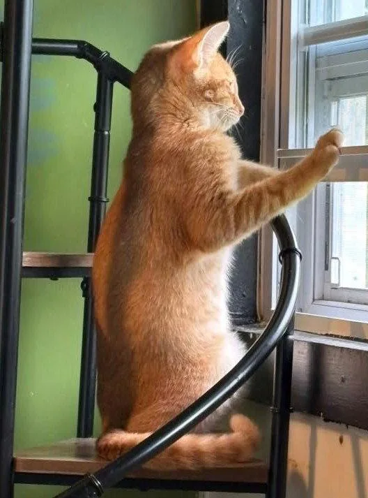 A baby medium-sized male Orange / Red Domestic Short Hair cat named Catthew for adoption in Trenton, NJ