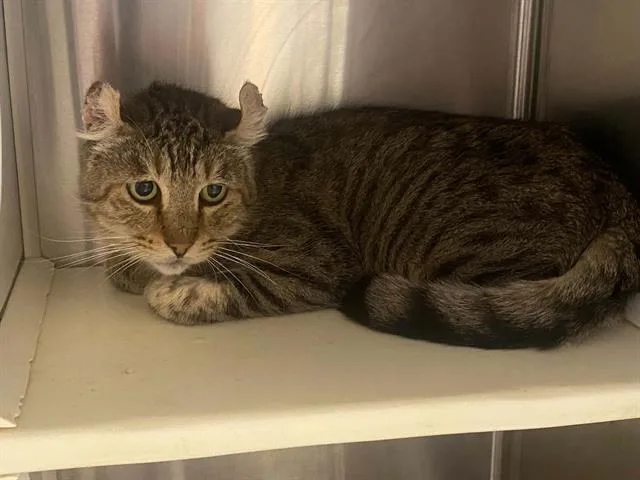 A senior small-sized male American Curl cat named John Curl for adoption in Tustin, CA