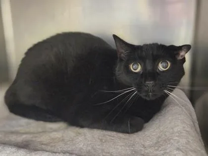 An adult medium-sized female Domestic Short Hair cat named Raven for adoption in Westland, MI