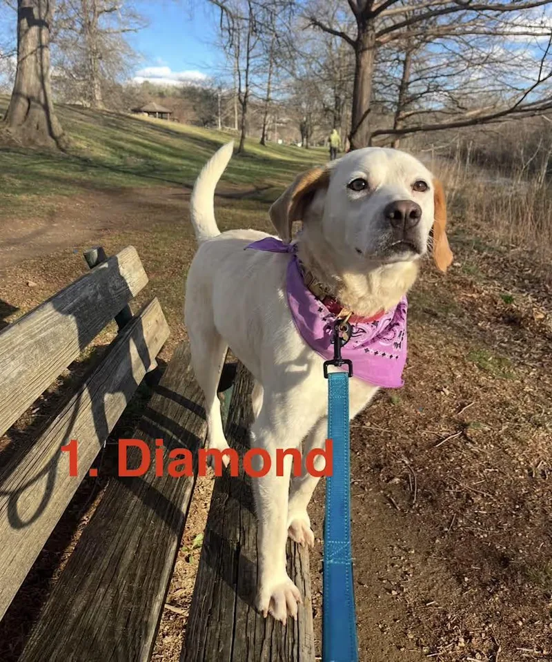 A young medium-sized female White / Cream Labrador Retriever dog named Diamond Sponsored for adoption in Monterey, VA
