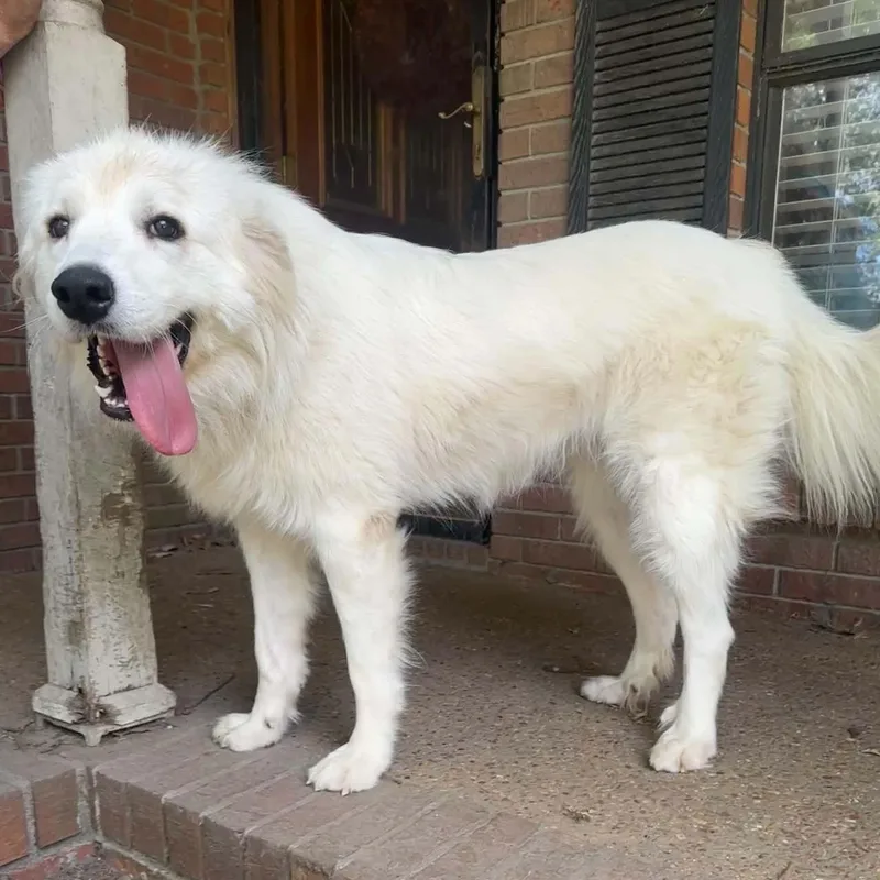An adult large-sized female White / Cream Great Pyrenees dog named Lady for adoption in Arlington, TN
