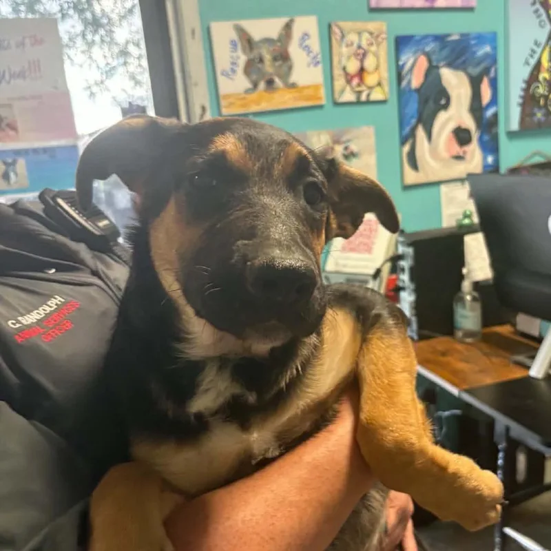 A baby medium-sized male Black German Shepherd Dog named Mercury for adoption in Stephenville, TX