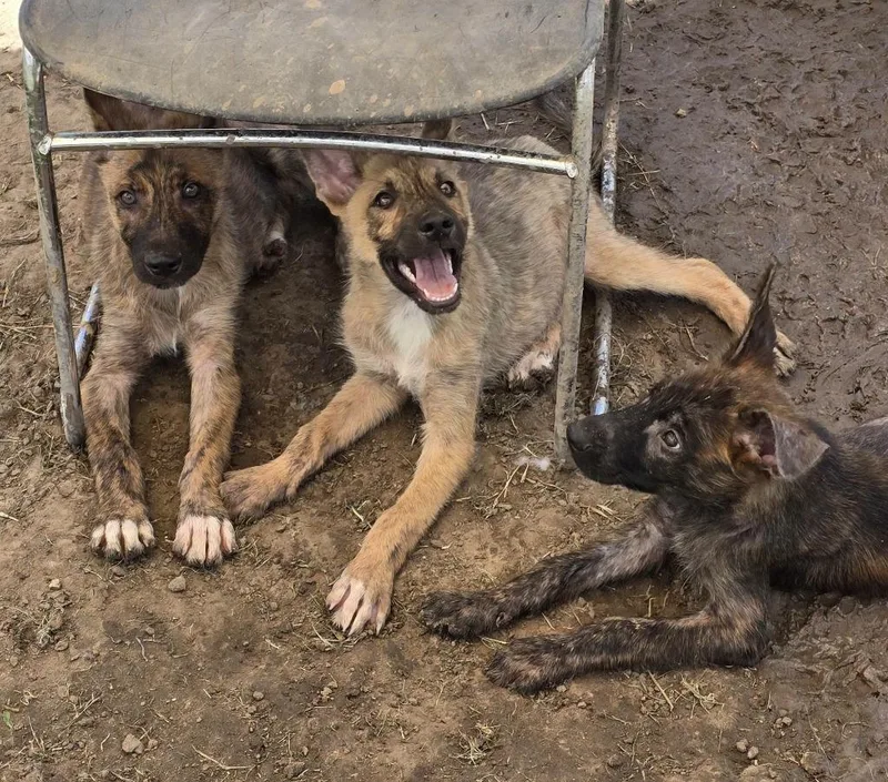 A young medium-sized male Shepherd dog named Dutch pup for adoption in Humble, TX