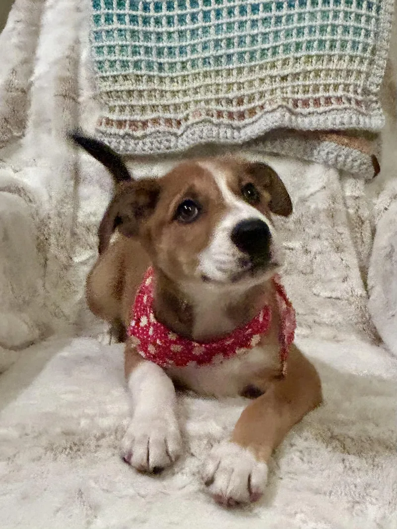 Hadleigh thumbnail 2