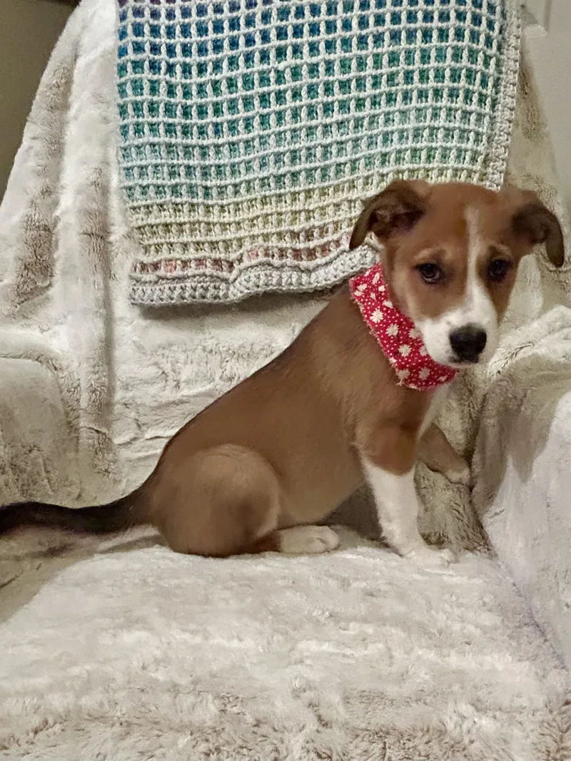 Hadleigh thumbnail 4