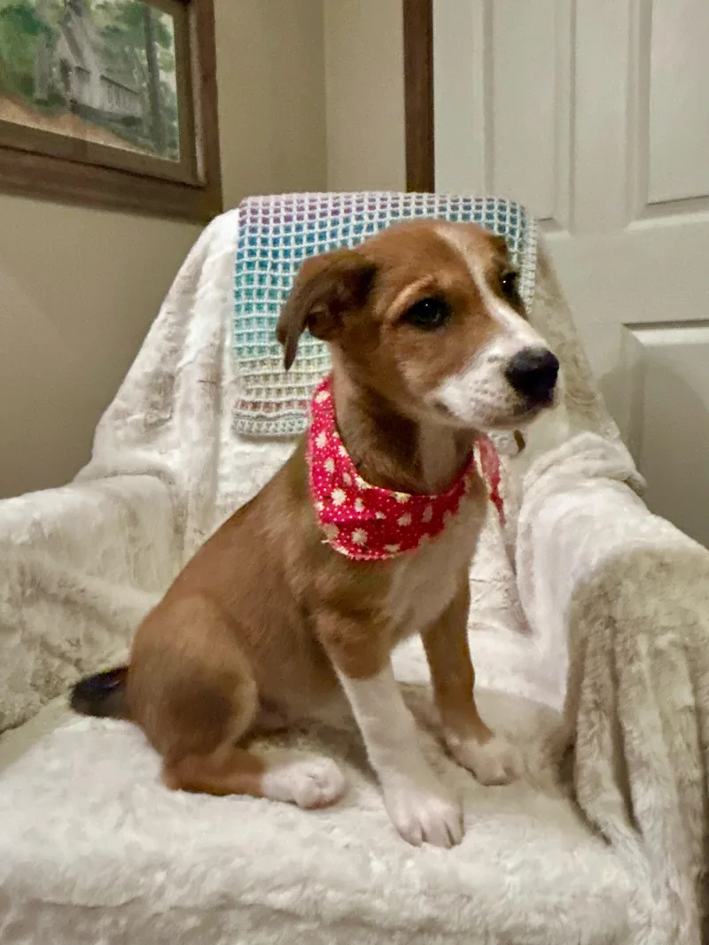 Hadleigh thumbnail 5