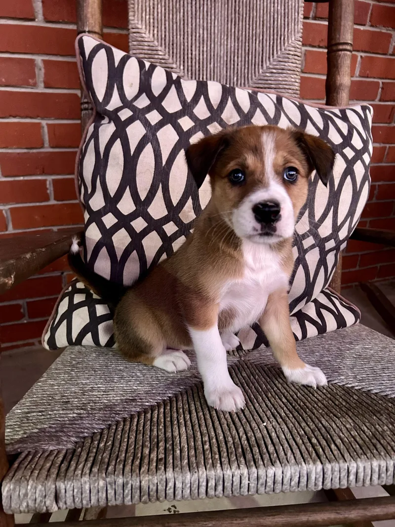 Hadleigh thumbnail 6