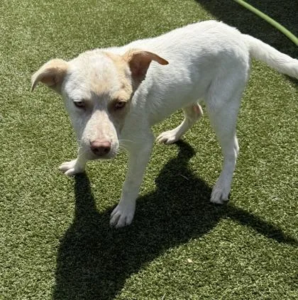 A baby medium-sized male Cattle Dog dog named Lake for adoption in Conway, SC