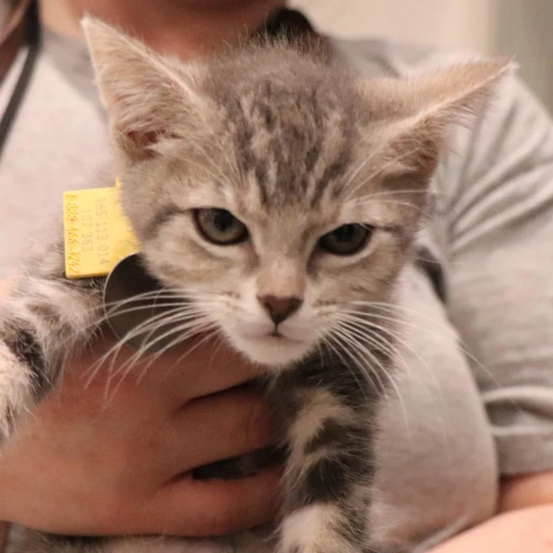 A baby small-sized male Domestic Short Hair cat named Mr. Green for adoption in Port Washington, NY
