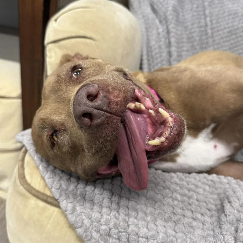 An adult medium-sized female Pit Bull Terrier dog named Gracie for adoption in Hurricane, UT