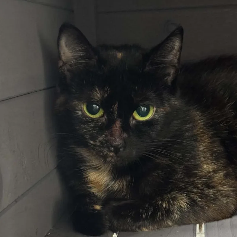 An adult medium-sized female Tortoiseshell Domestic Short Hair cat named Madison ARC for adoption in Akron, NY