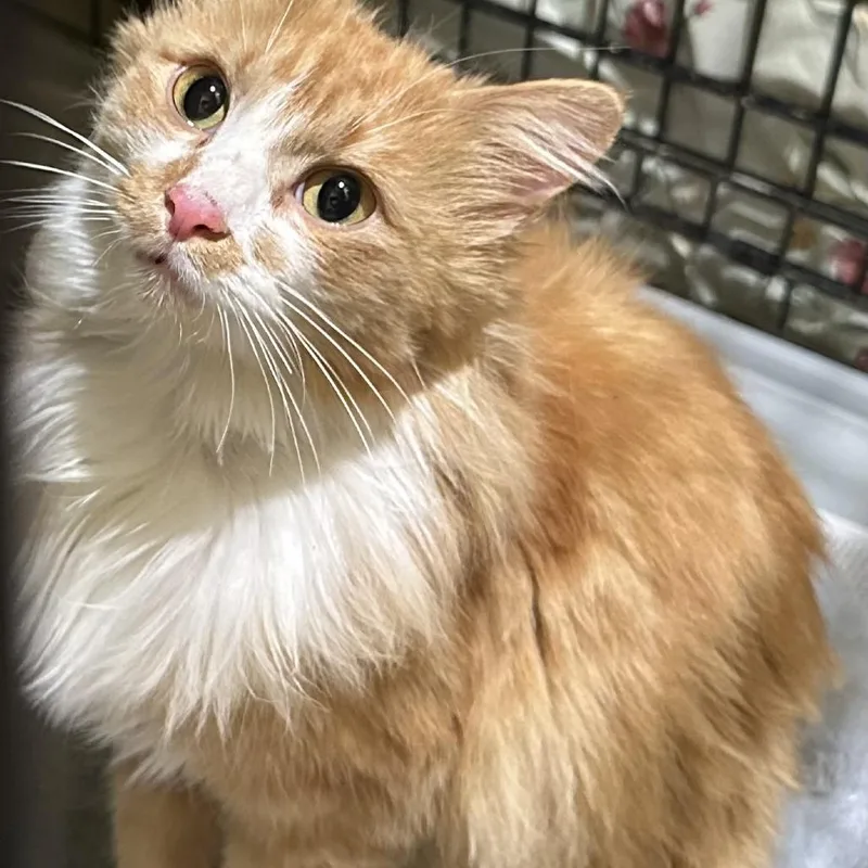 A young medium-sized female Orange / Red Domestic Long Hair cat named Carlie for adoption in Overland Park, KS