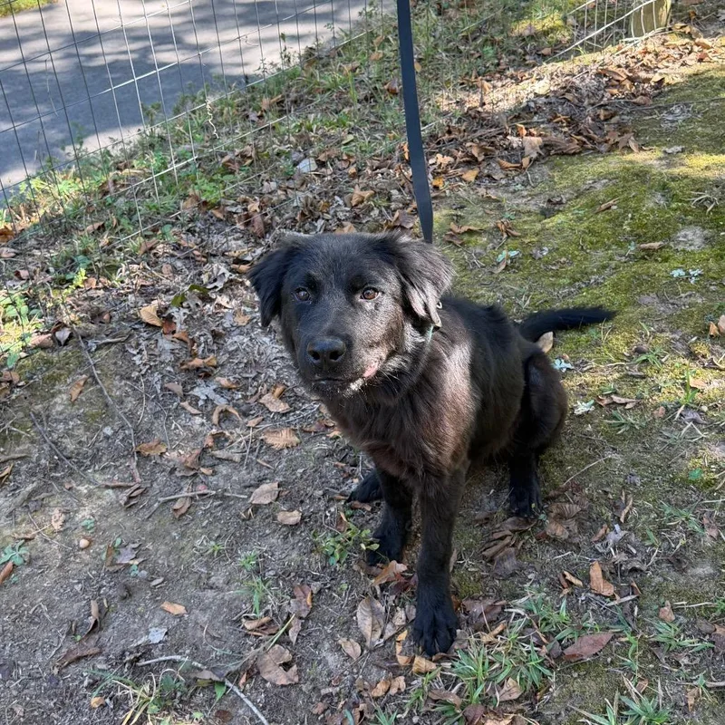 A young large-sized male Black Labrador Retriever dog named Bear for adoption in Princeton, KY