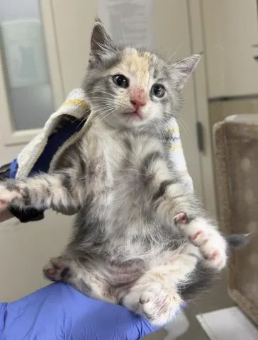 A baby small-sized female Domestic Short Hair cat named Apple for adoption in Riverside, CA