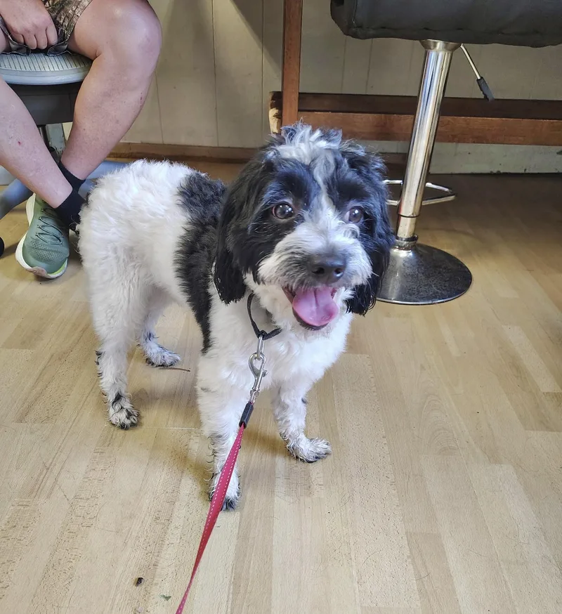 An adult small-sized male Cavapoo dog named Charlie for adoption in Manchester, CT