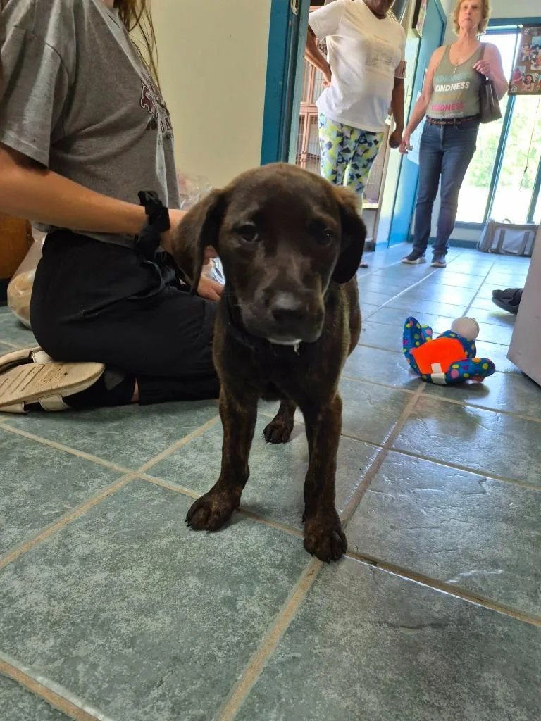 A baby medium-sized male Labrador Retriever dog named Roscoe for adoption in Center, TX