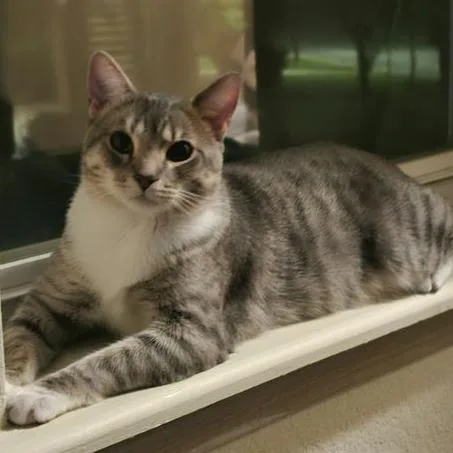 An adult small-sized male Gray / Blue / Silver Domestic Short Hair cat named Shrapnel for adoption in Norman, OK