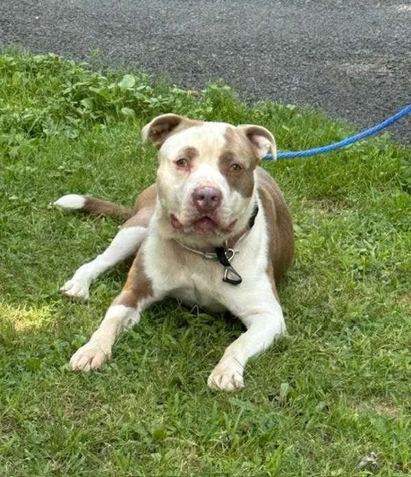 An adult medium-sized male Pit Bull Terrier dog named Maverick for adoption in Kingston, NY