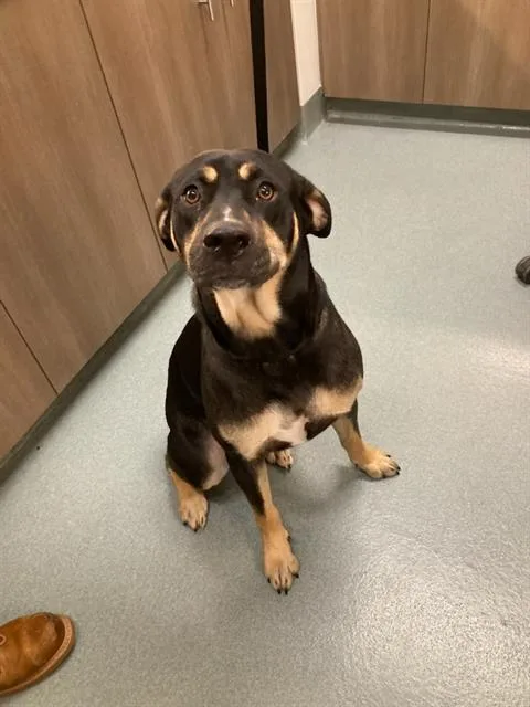 A young large-sized male Rottweiler dog named Bruno for adoption in Baytown, TX