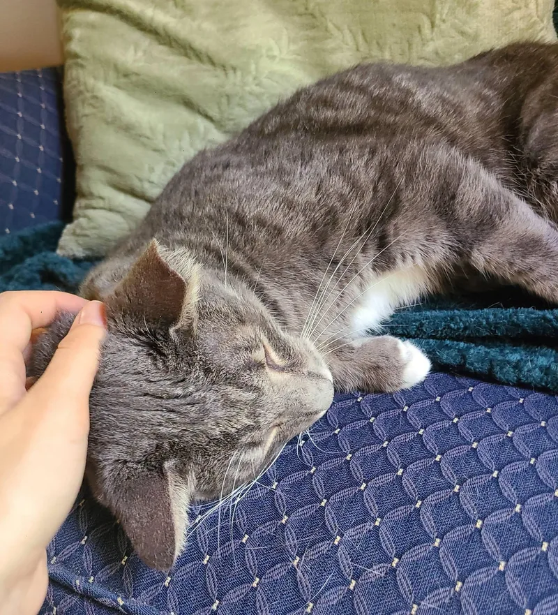 A young medium-sized male Tabby (Gray / Blue / Silver) Domestic Short Hair cat named Jones for adoption in Ellijay, GA