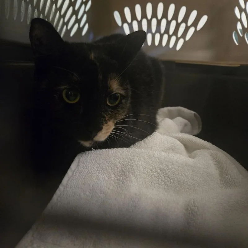 An adult medium-sized female Tortoiseshell Domestic Short Hair cat named Clio for adoption in Fairport, NY