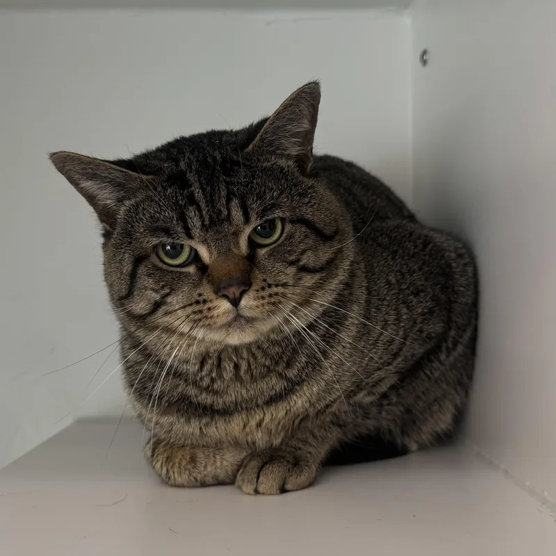 Tabby Von Meow thumbnail 2