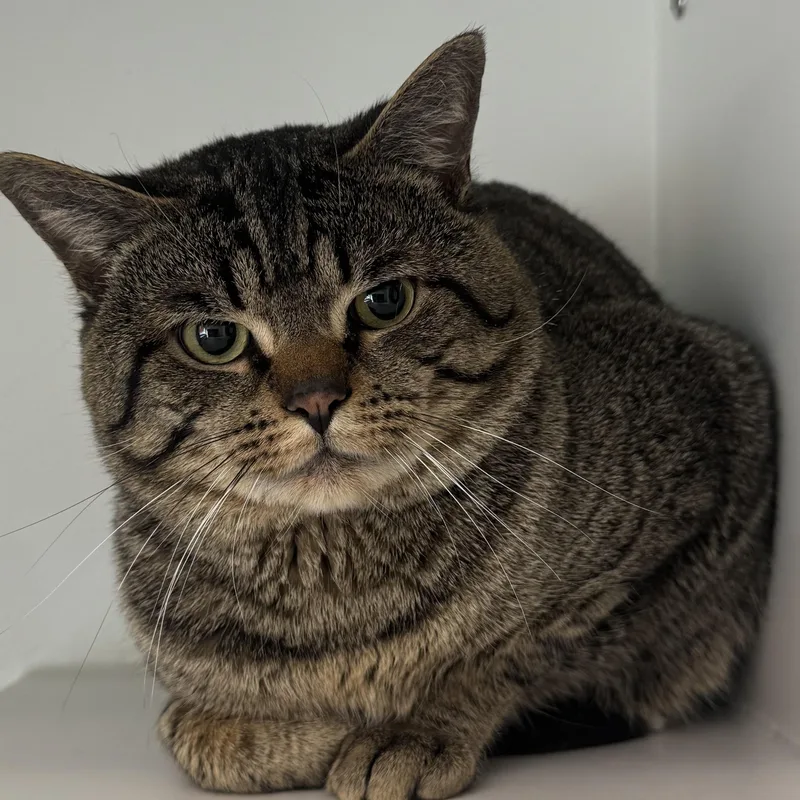 Tabby Von Meow thumbnail 3