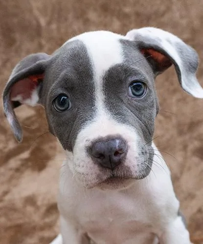 Stella