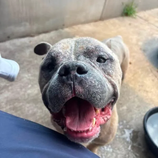 An adult medium-sized male Yellow / Tan / Blond / Fawn Pit Bull Terrier dog named Porky ~ Coming Soon!!! for adoption in Chicago, IL
