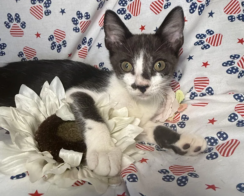 A baby small-sized male Gray / Blue / Silver Domestic Short Hair cat named Jack White for adoption in Ocean Springs, MS