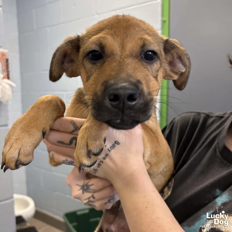 A baby medium-sized male Shepherd dog named Ryan for adoption in Washington, DC