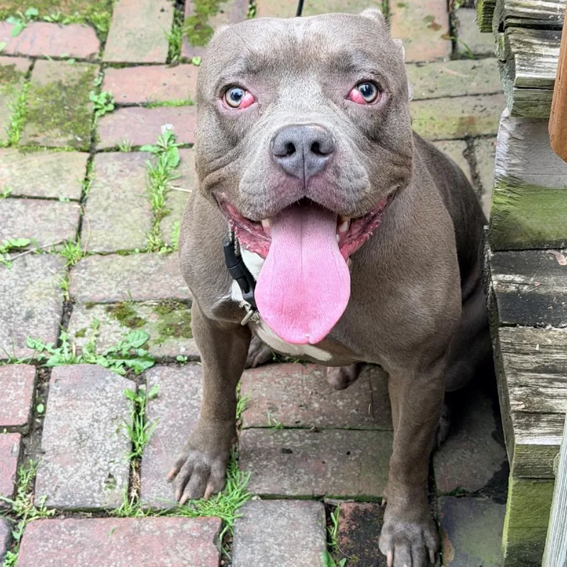 A young small-sized male Gray / Blue / Silver Terrier dog named Steel for adoption in St. Louis, MO