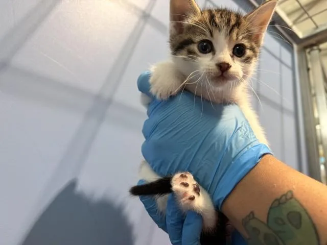 A baby small-sized female Domestic Short Hair cat named Hazel for adoption in San Bernardino, CA
