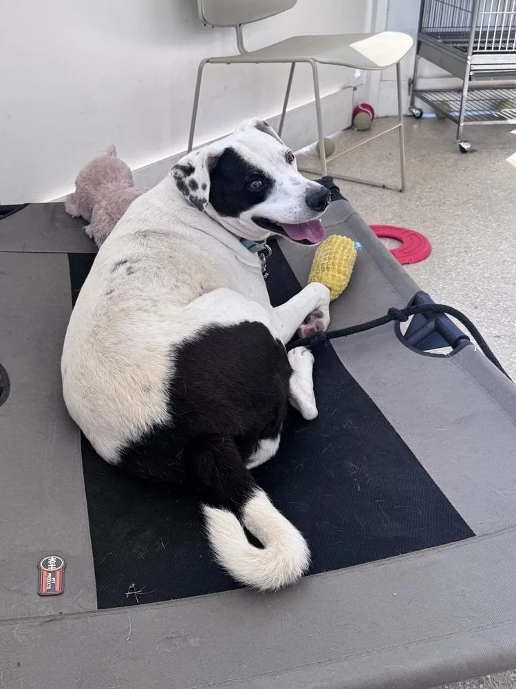 A young large-sized male Terrier dog named Maxx for adoption in Kalamazoo, MI
