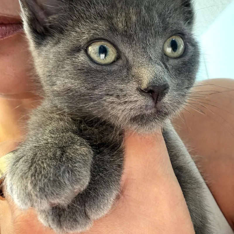 A baby small-sized male Gray / Blue / Silver Domestic Short Hair cat named Foggy for adoption in Los Angeles, CA