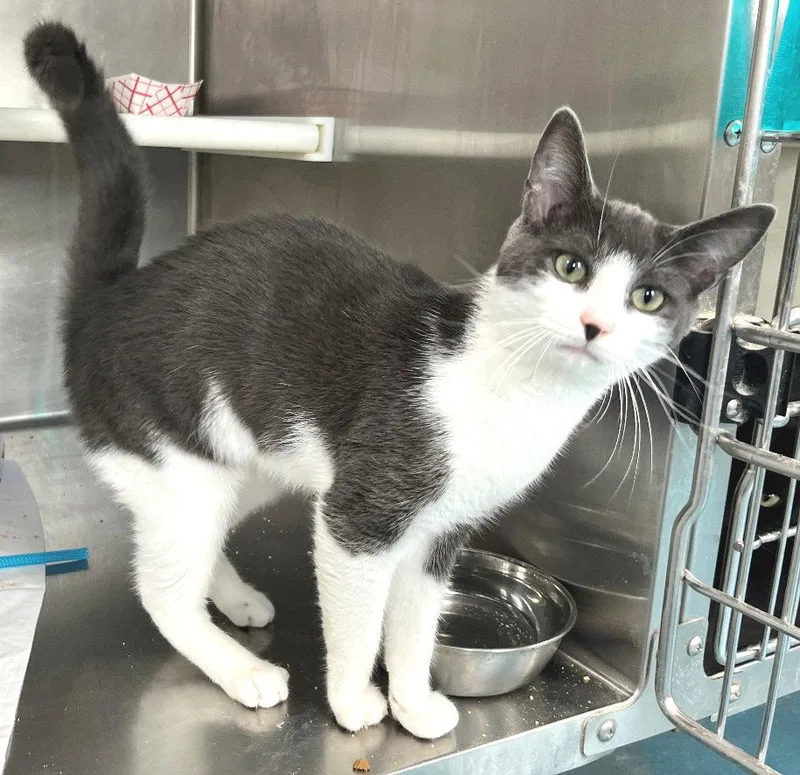 A young medium-sized male Gray & White Domestic Short Hair cat named George for adoption in Carrollton, GA