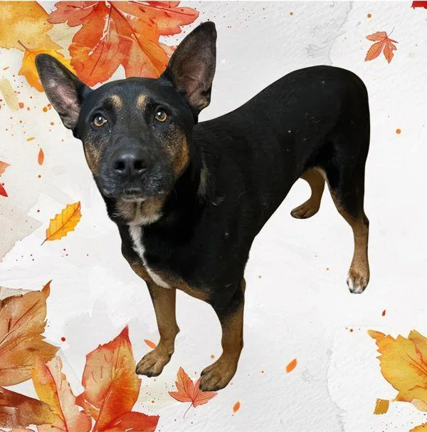 An adult extra large-sized male German Shepherd Dog dog named Rocky for adoption in Salem, OR