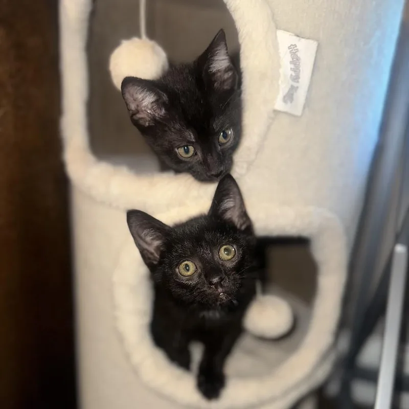 A baby small-sized male Black Domestic Short Hair cat named Pineapple for adoption in Potomac, MD