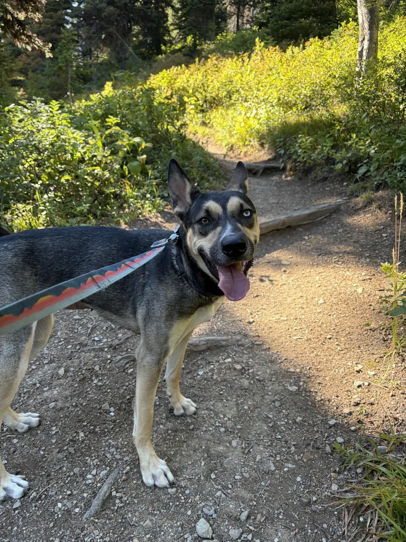 An adult large-sized female Husky dog named Willow for adoption in Polson, MT