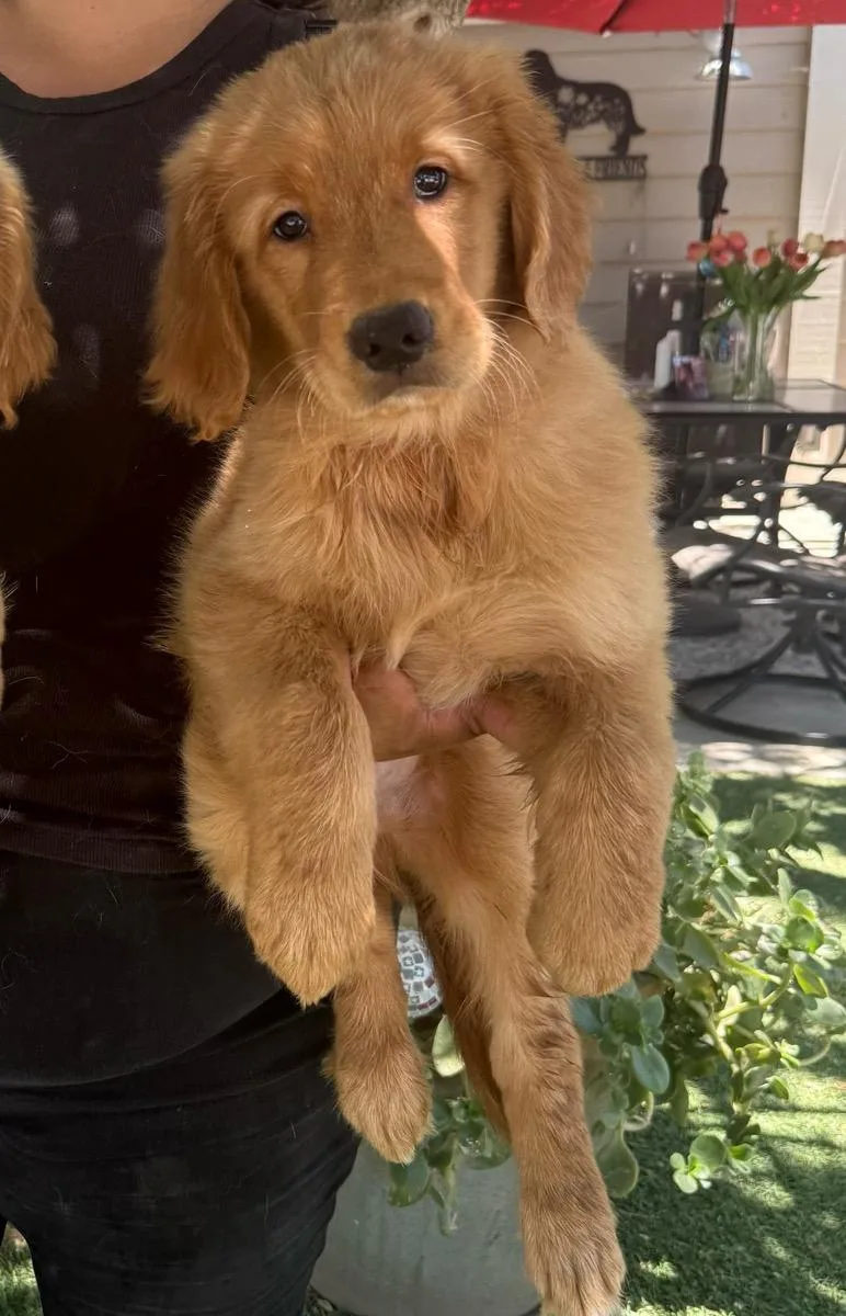 Duke