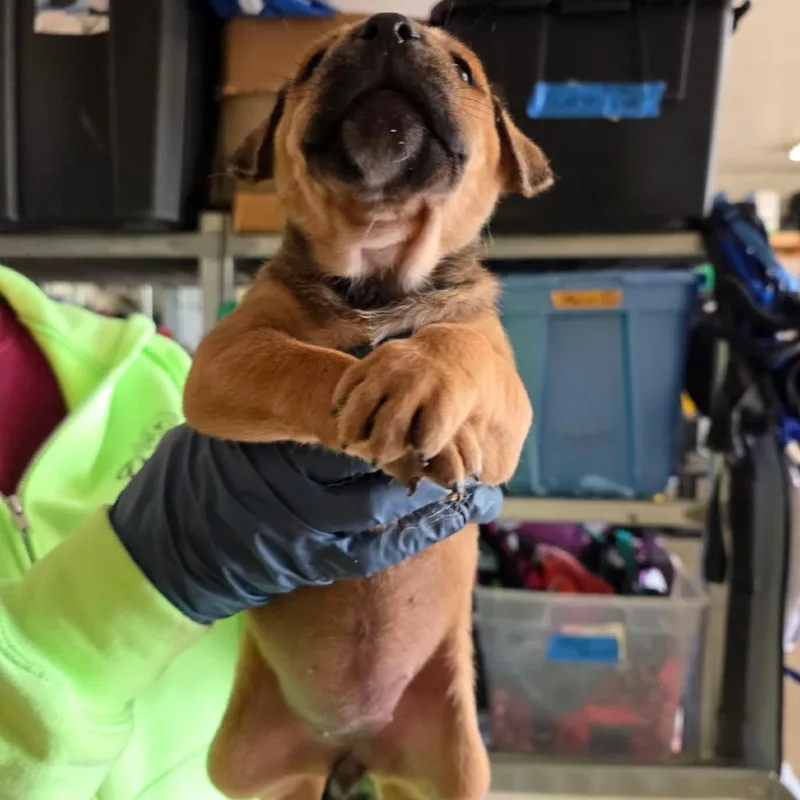 A baby medium-sized female Black Mixed Breed dog named Ruby for adoption in Denison, TX