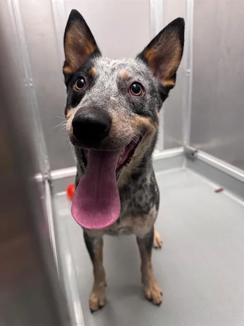 An adult medium-sized male Australian Cattle Dog / Blue Heeler dog named Dexter for adoption in Ontario, CA