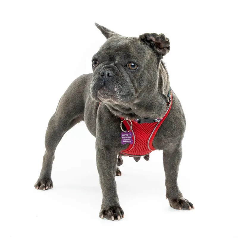 A senior small-sized female Gray / Blue / Silver French Bulldog dog named Smudge for adoption in San Francisco, CA