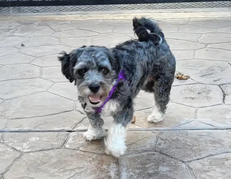 A young small-sized male Harlequin Havanese dog named Witty and Whimsical Winston for adoption in Carlsbad, CA