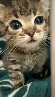 A baby medium-sized female Tabby (Brown / Chocolate) Domestic Short Hair cat named Gardenia for adoption in Mason City, IA