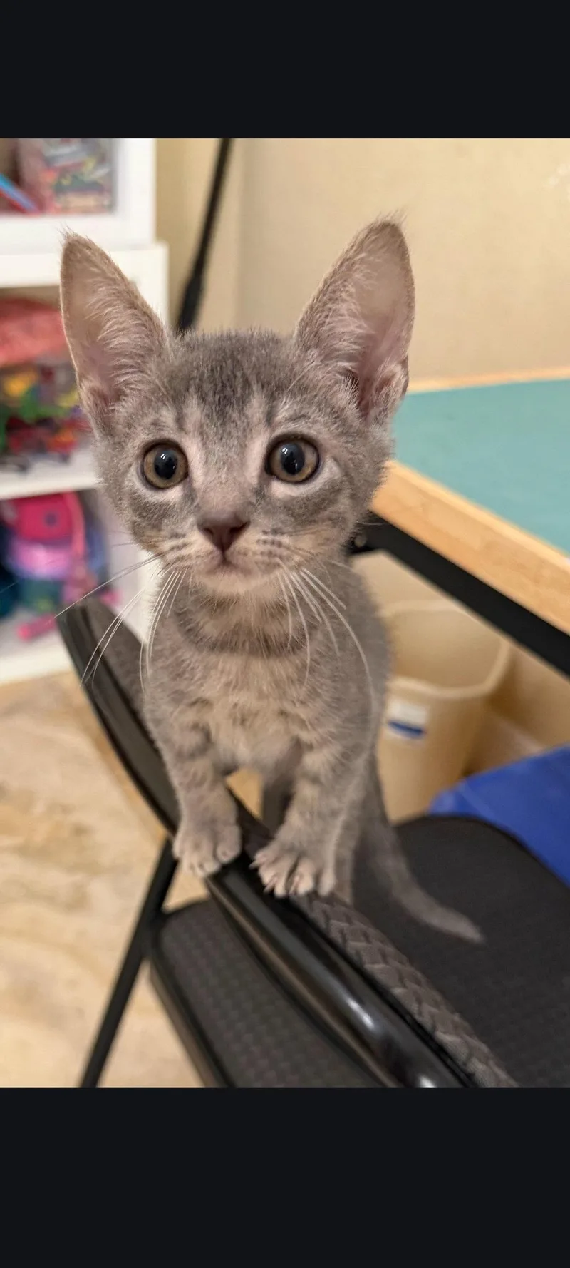 A baby medium-sized male Tabby cat named Edward for adoption in Sanford, FL