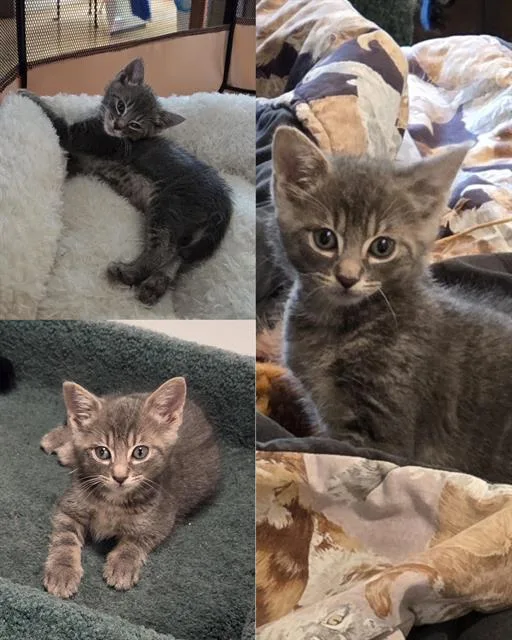 A baby small-sized male Domestic Short Hair cat named Dewey for adoption in Kent, WA